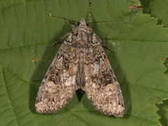 Grønt skogfly (Anaplectoides prasina)