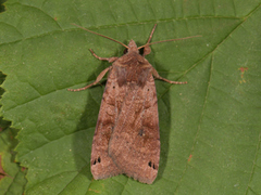 Dotted Clay (Xestia baja)