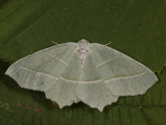 Light Emerald (Campaea margaritaria)