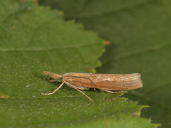 Common Grass-veneer (Agriphila tristella)