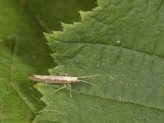 Diamond-back Moth (Plutella xylostella)