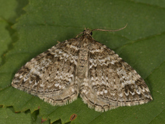 Hvitveislundmåler (Mesotype didymata)