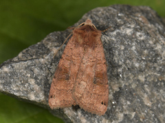 Dotted Clay (Xestia baja)
