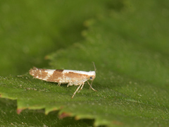 Kirsebærmøll (Argyresthia pruniella)