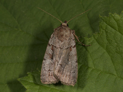 Myrfly (Coenophila subrosea)