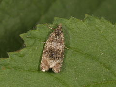 Olivenprydvikler (Celypha lacunana)