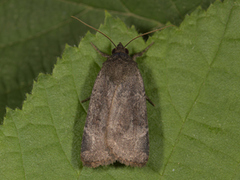Lesser Yellow Underwing (Noctua comes)