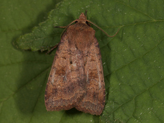 Barred Chestnut (Diarsia dahlii)
