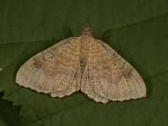 Yellow Shell (Camptogramma bilineata)