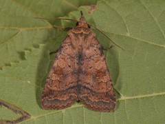 Barred Chestnut (Diarsia dahlii)
