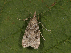 Ground-moss Grey (Eudonia truncicolella)