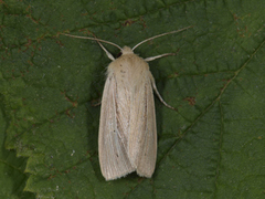 Brungult gressfly (Mythimna impura)