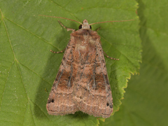 Dotted Clay (Xestia baja)