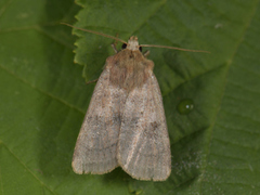 Neglected Rustic (Xestia castanea)