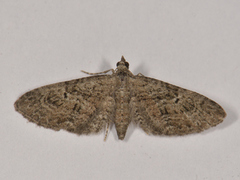 Augustdvergmåler (Eupithecia pusillata)