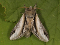 Bjørketannspinner (Pheosia gnoma)