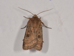 Small Square-spot (Diarsia rubi)