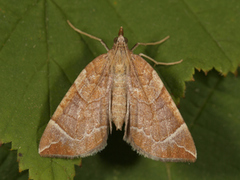 The Chevron (Eulithis testata)