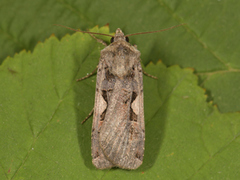 Setaceous Hebrew Character (Xestia c-nigrum)