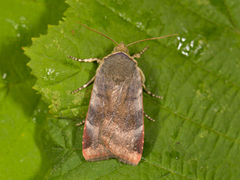 Lesser Broad-bordered Yellow (Noctua janthe)