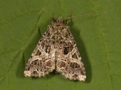 Fiolett nellikfly (Sideridis rivularis)