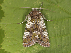 Cameo (Crypsedra gemmea)