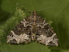 Small Phoenix (Ecliptopera silaceata)