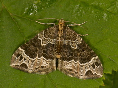 Small Phoenix (Ecliptopera silaceata)