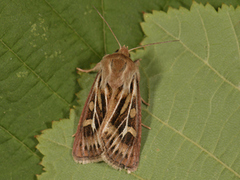 Gressmarkfly (Cerapteryx graminis)