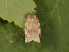 Gul båndvikler (Paramesia gnomana)