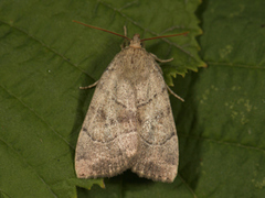 The Dun-bar (Cosmia trapezina)