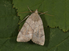 The Dun-bar (Cosmia trapezina)