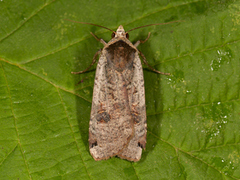 Large Yellow Underwing (Noctua pronuba)