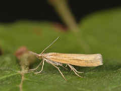 Common Grass-veneer (Agriphila tristella)