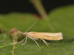 Okernebbmott (Agriphila tristella)