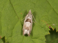 Small Birch Bell (Epinotia ramella)