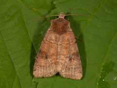 Dotted Clay (Xestia baja)