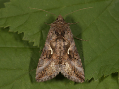 Silver Y (Autographa gamma)