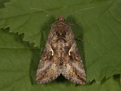 Gammafly (Autographa gamma)