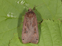 Large Yellow Underwing (Noctua pronuba)