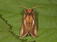 Langstreket metallfly (Plusia festucae)