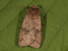 Barred Chestnut (Diarsia dahlii)