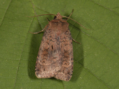 Barred Chestnut (Diarsia dahlii)