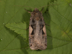 Setaceous Hebrew Character (Xestia c-nigrum)