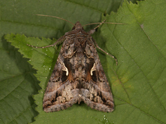 Silver Y (Autographa gamma)