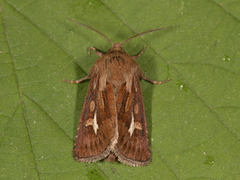 Gressmarkfly (Cerapteryx graminis)