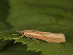 Common Grass-veneer (Agriphila tristella)