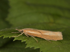 Okernebbmott (Agriphila tristella)