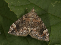 Common Marbled Carpet (Dysstroma truncata)