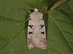 Autumnal Rustic (Eugnorisma glareosa)